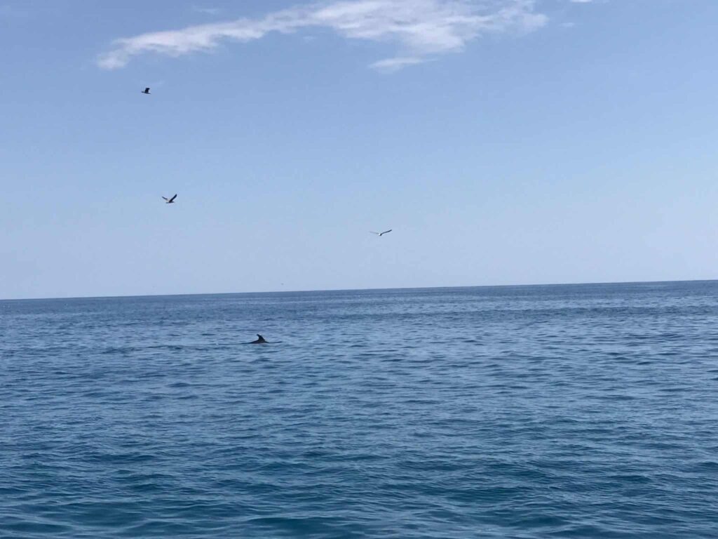 Omringet af delfiner - wauwwww!!