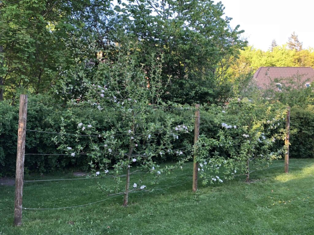 Køkkenhaven - her rykkes! 