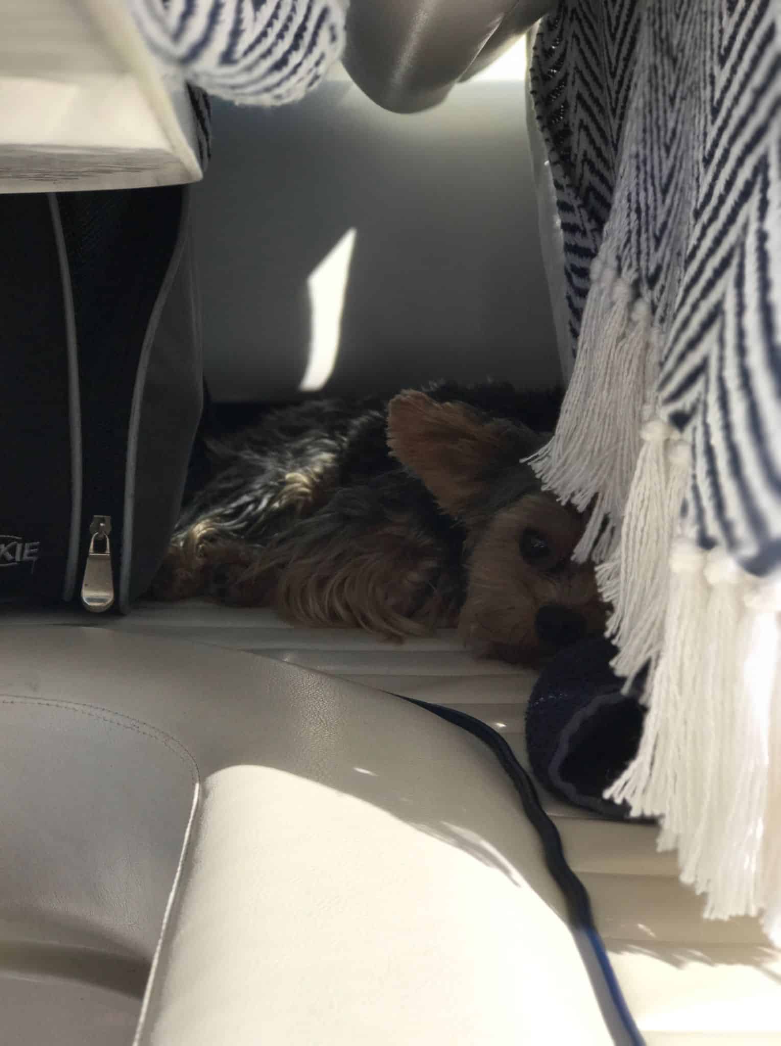 Skibshundens dagbog - 21.