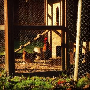 At flytte på landet....