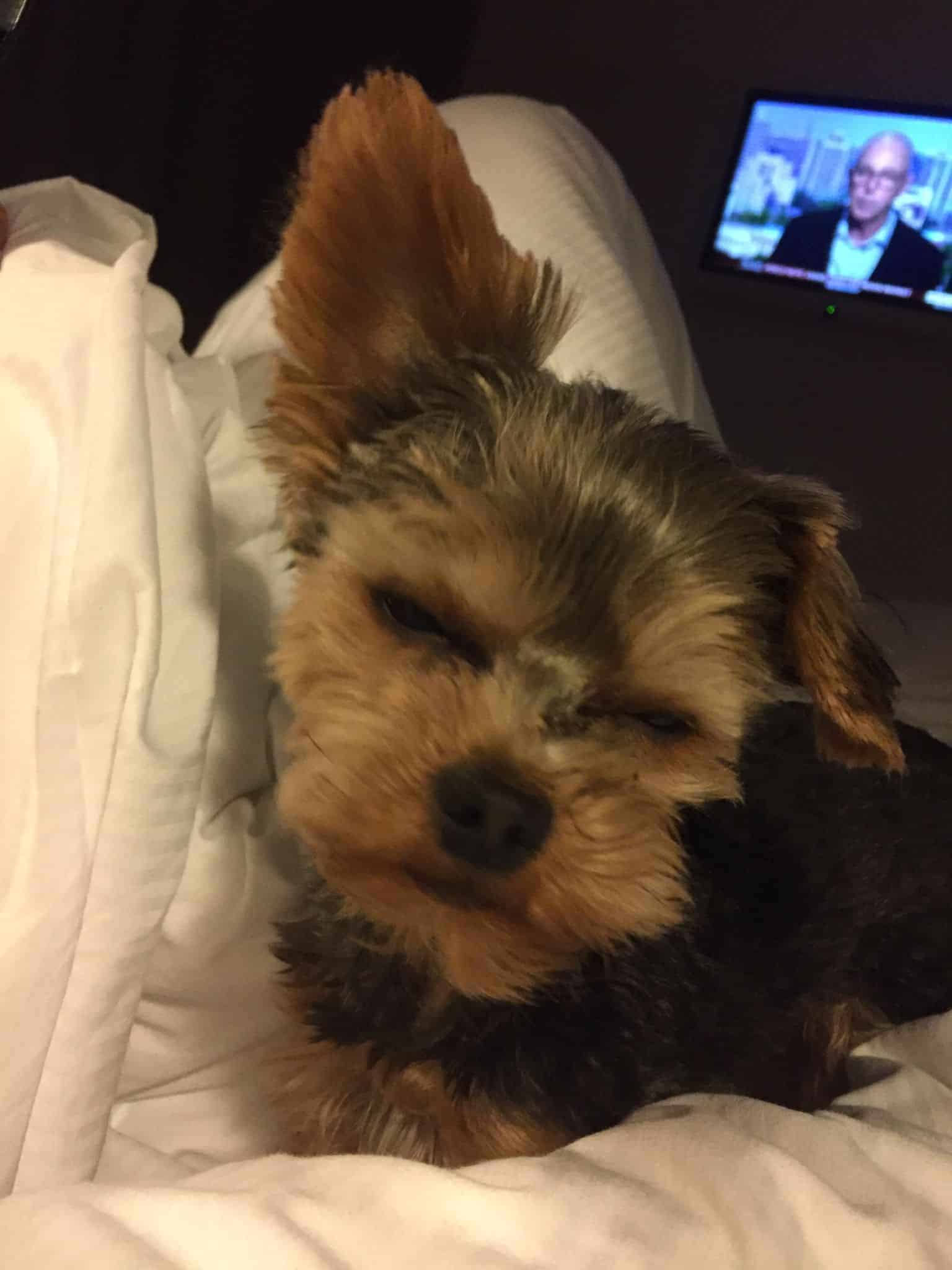 En Skibshunds dagbog - 18.