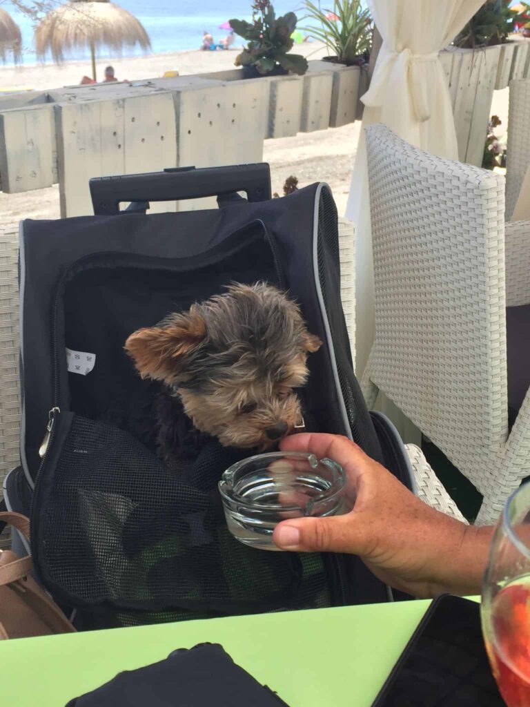 En Skibshunds dagbog - 18.