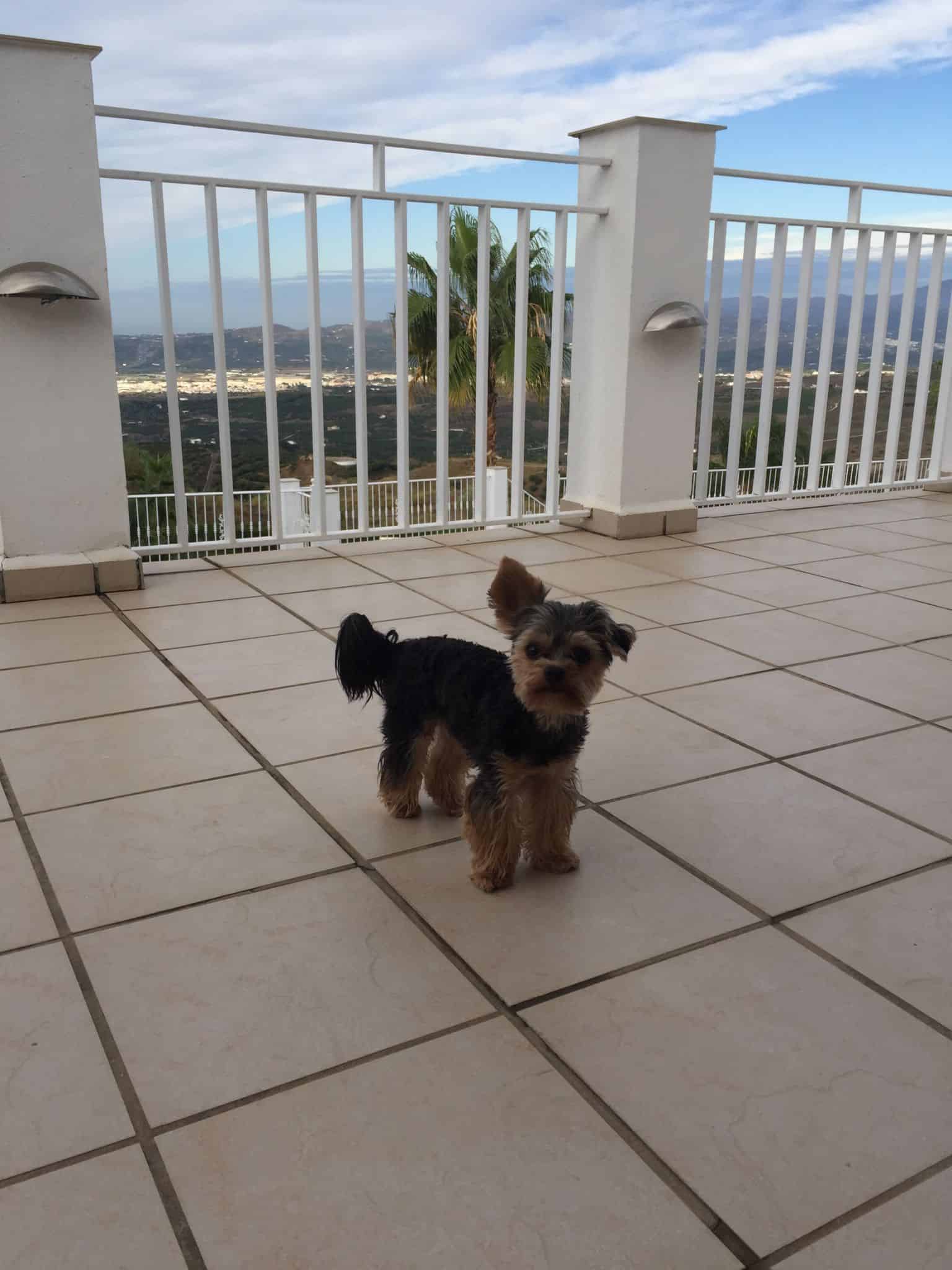 Skibshundens dagbog - 20.