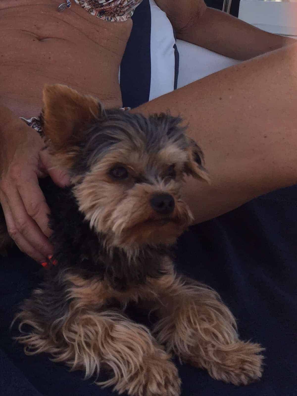 Omringet af delfiner - wauwwww!!