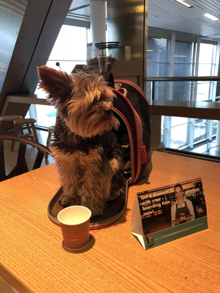 Børn på fly - eller hunde?