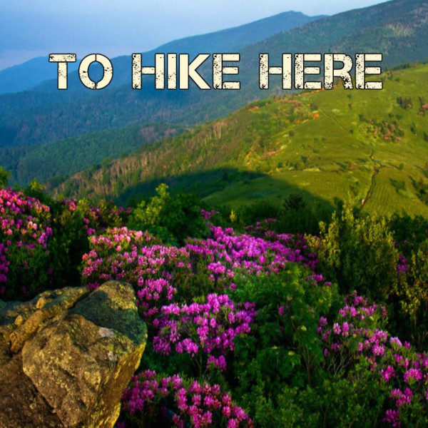 Mountain harbor hiking trails with vibrant wildflowers and mountain views, perfect for outdoor adventures and nature exploration.