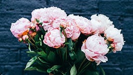 Vibrant pink peonies blooming against a dark background for Mountain Harbour.