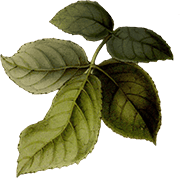 Lush green mountain harbor foliage with vibrant leaves and natural scenery.