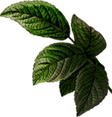 Lush green mountain harbour leaves with textured veins for nature and eco tourism SEO.