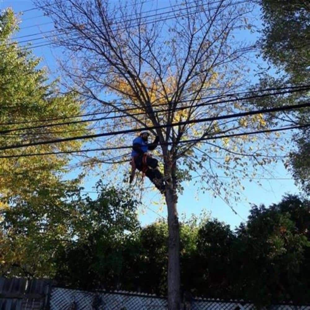 A Bison Plumbing crew member in a harness working high in the canopy of a mature maple with yellowing autumn leaves, utility lines running through the branches