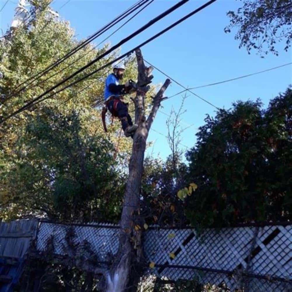 A Bison Plumbing crew member in a blue shirt and climbing harness with a chainsaw, high in the limbs of a mature tree against a clear blue sky on a Macomb County street