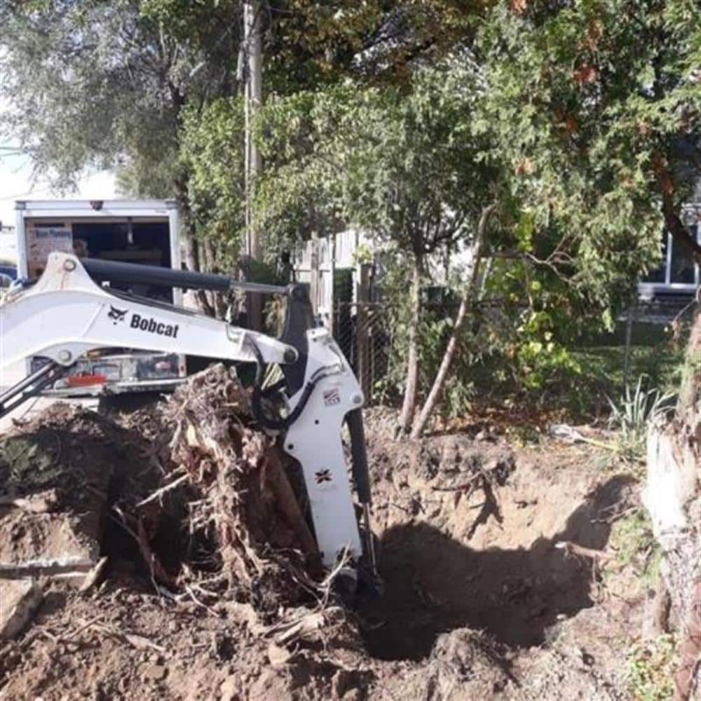A Bobcat excavator beside a house lifting a tangle of tree roots and soil out of a sewer excavation, shrubs and a fence behind it