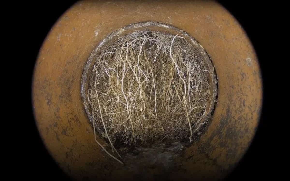 Before: root intrusion at a clay sewer joint, HD camera capture