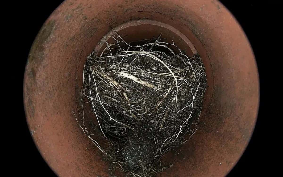 Before: sewer lateral choked with a tree-root mass, HD camera