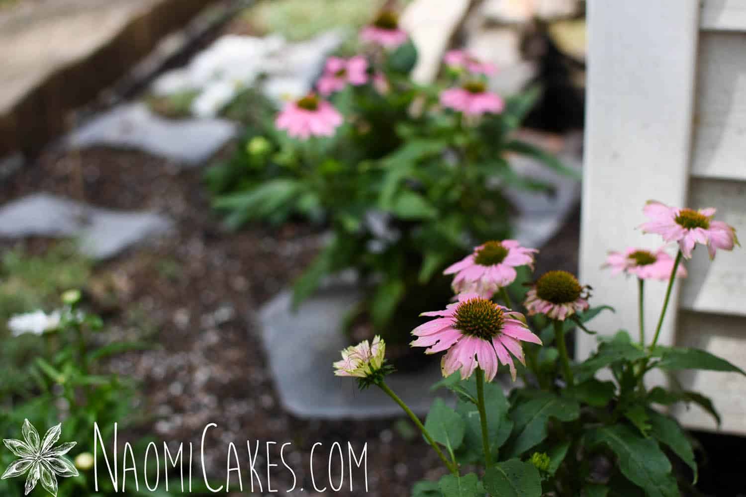 How to Keep Squirrels From Digging Up Your Garden