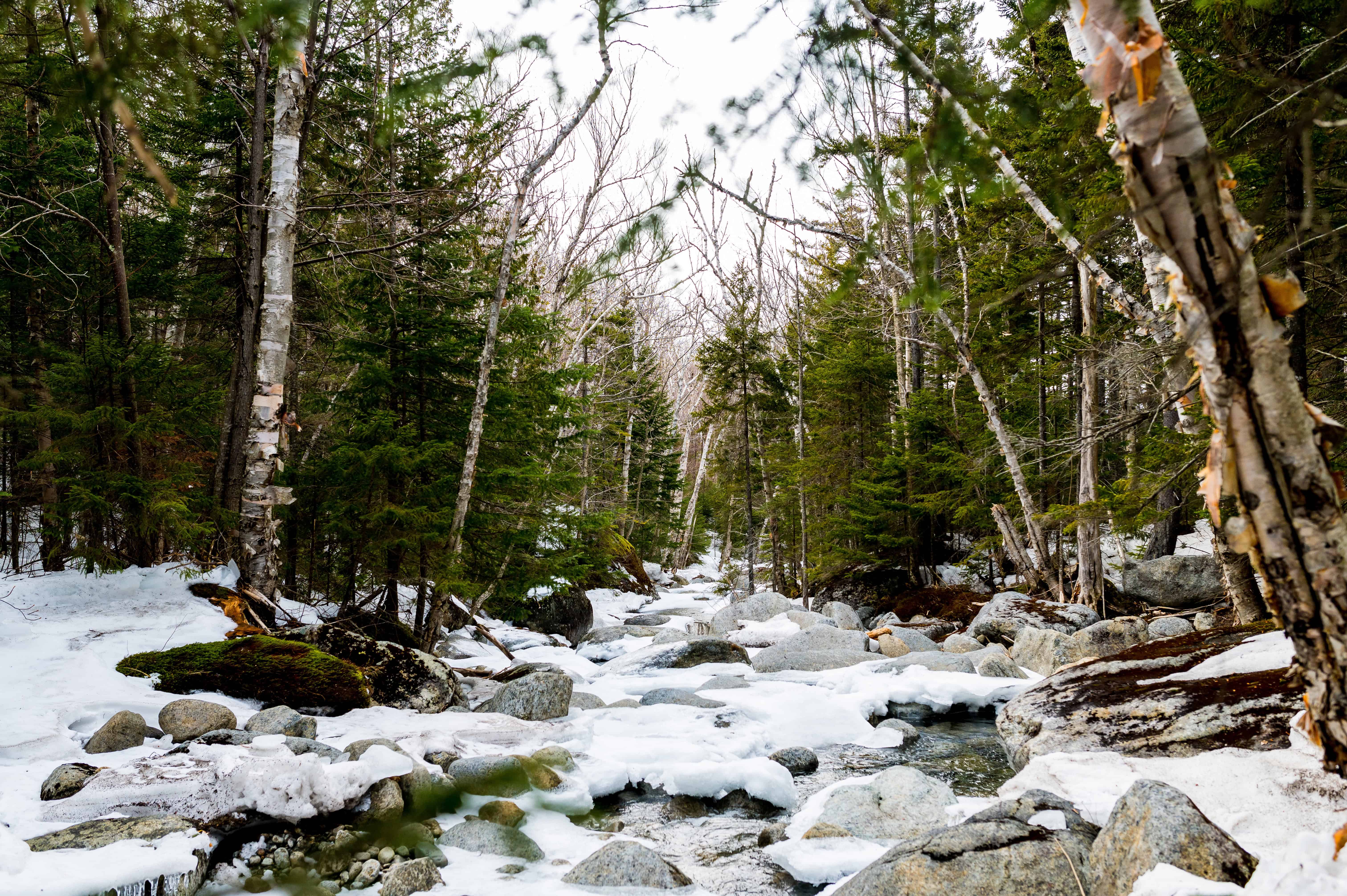 Snowy White Mountains forest with rocky stream, birch and evergreens—winter elopement or adventure wedding photo location.