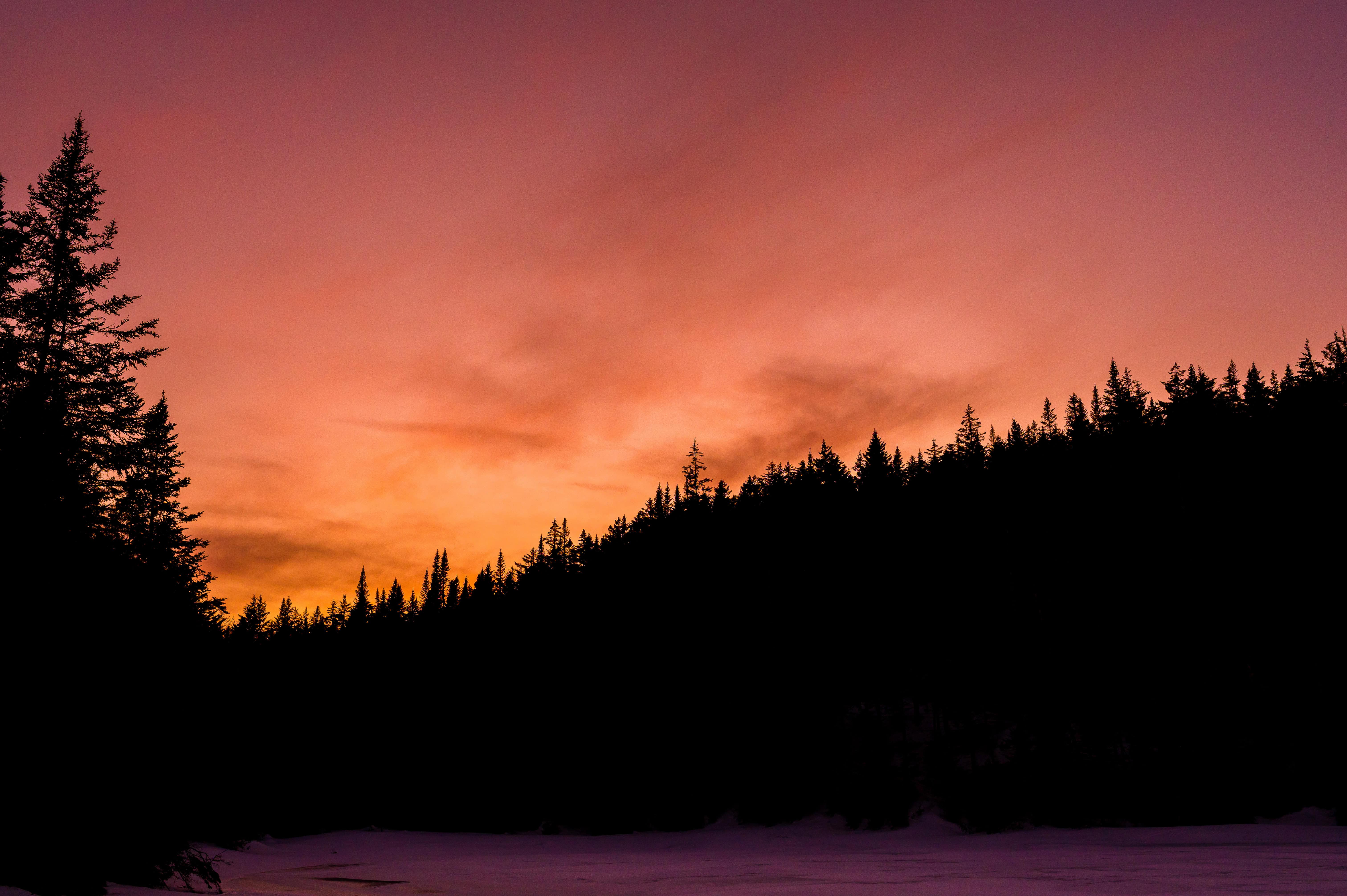 Pine tree silhouettes on snowy hill at sunset, ideal for White Mountains adventure wedding or elopement photography.