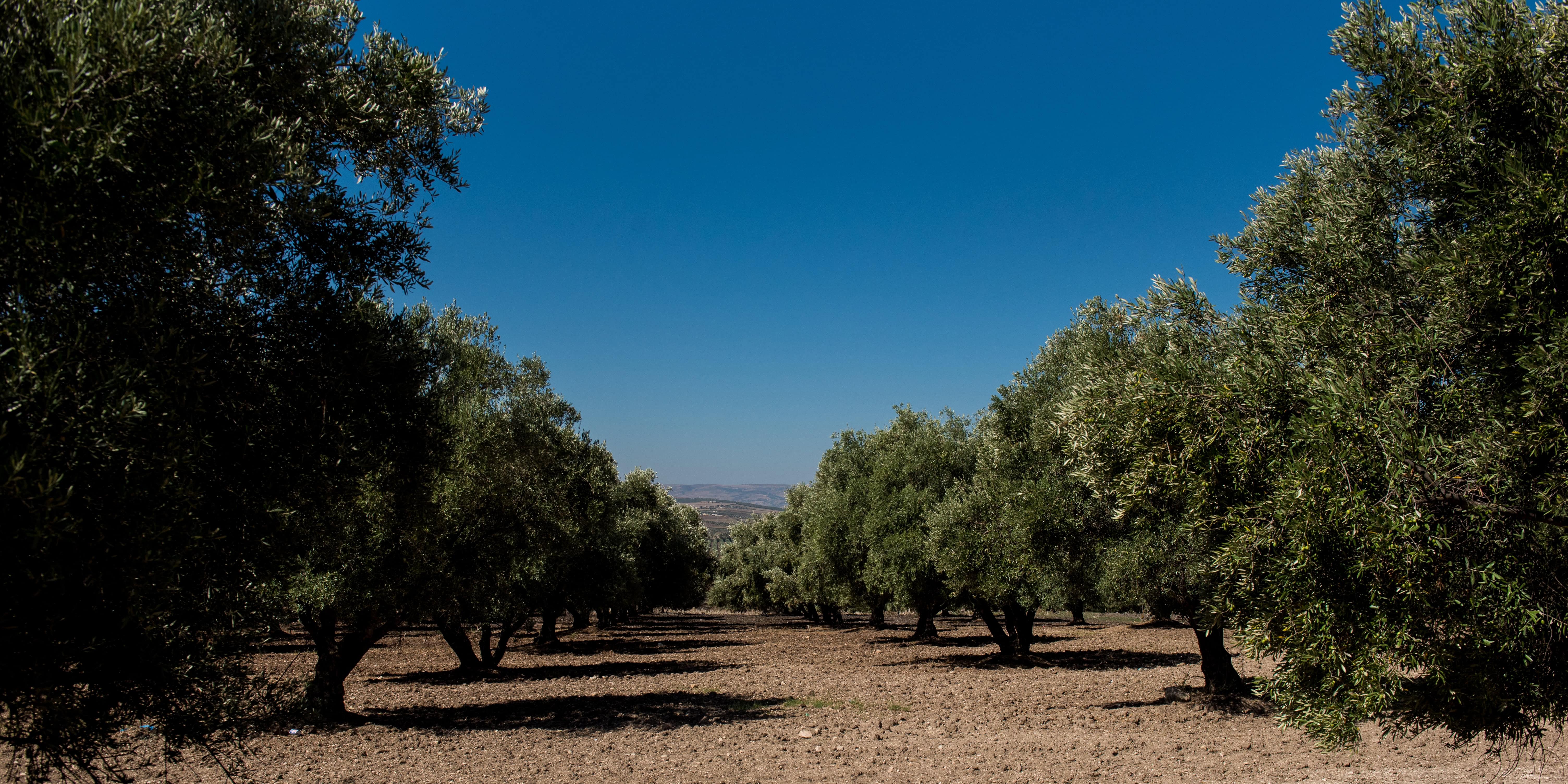 Scenic Marrakech olive grove with silvery-green trees, blue sky, and hills—ideal for Morocco elopement wedding photos.