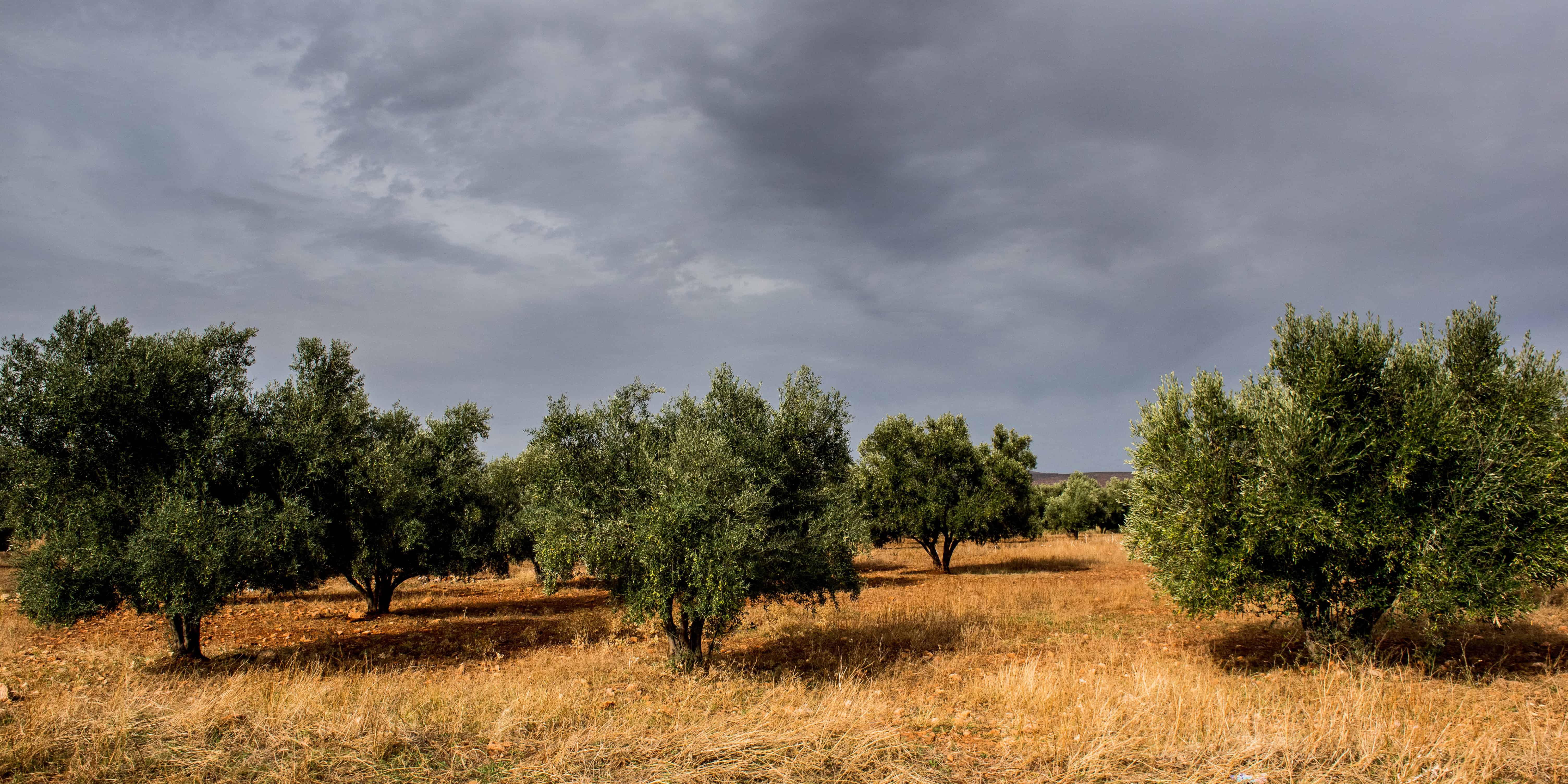 Dramatic olive grove near Marrakech on dry grass and cloudy sky, ideal backdrop for Morocco elopement wedding photos.
