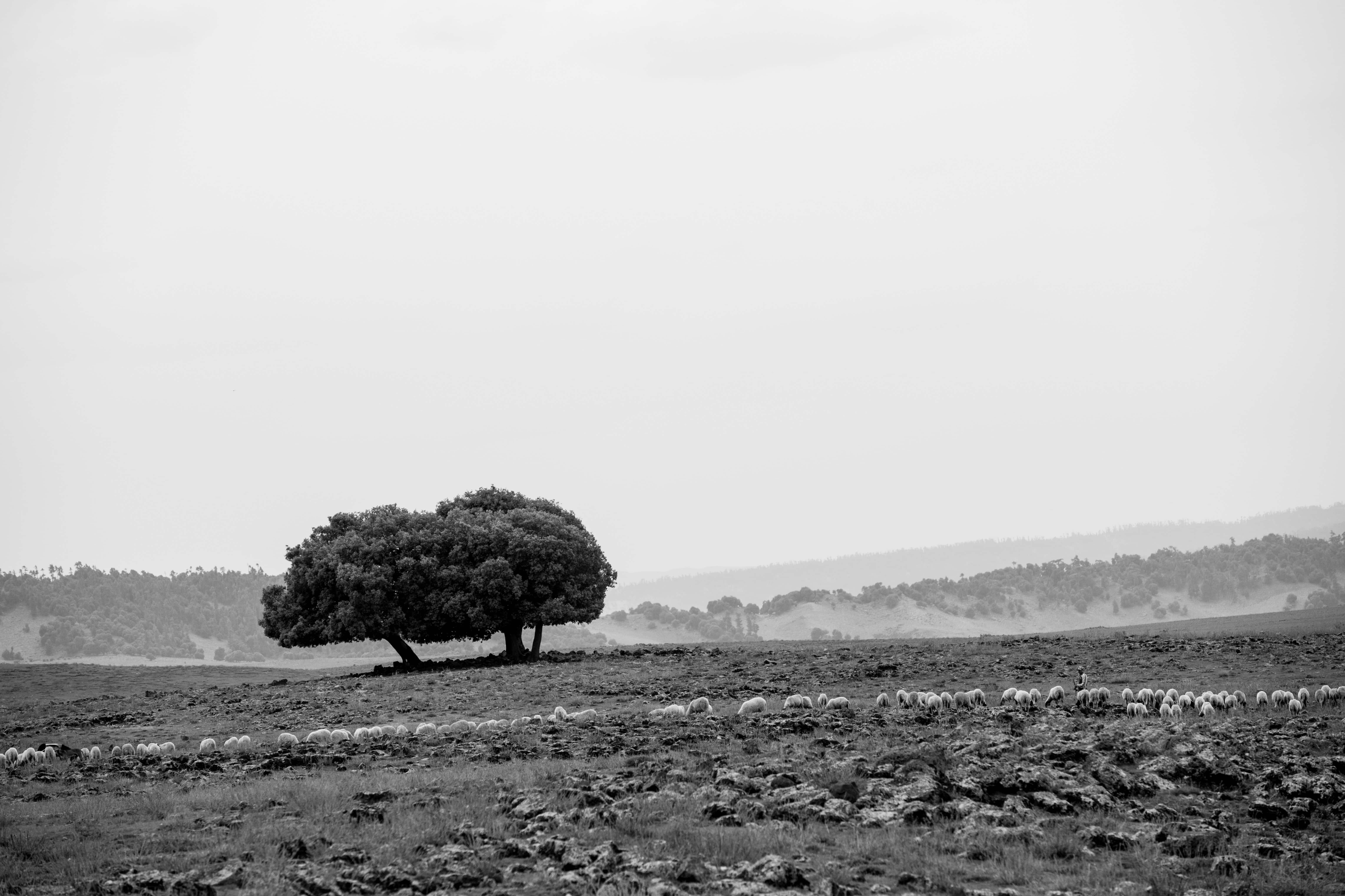 Black and white photo of rocky Moroccan landscape with flock of sheep, perfect for Marrakech elopement photography inspiration.