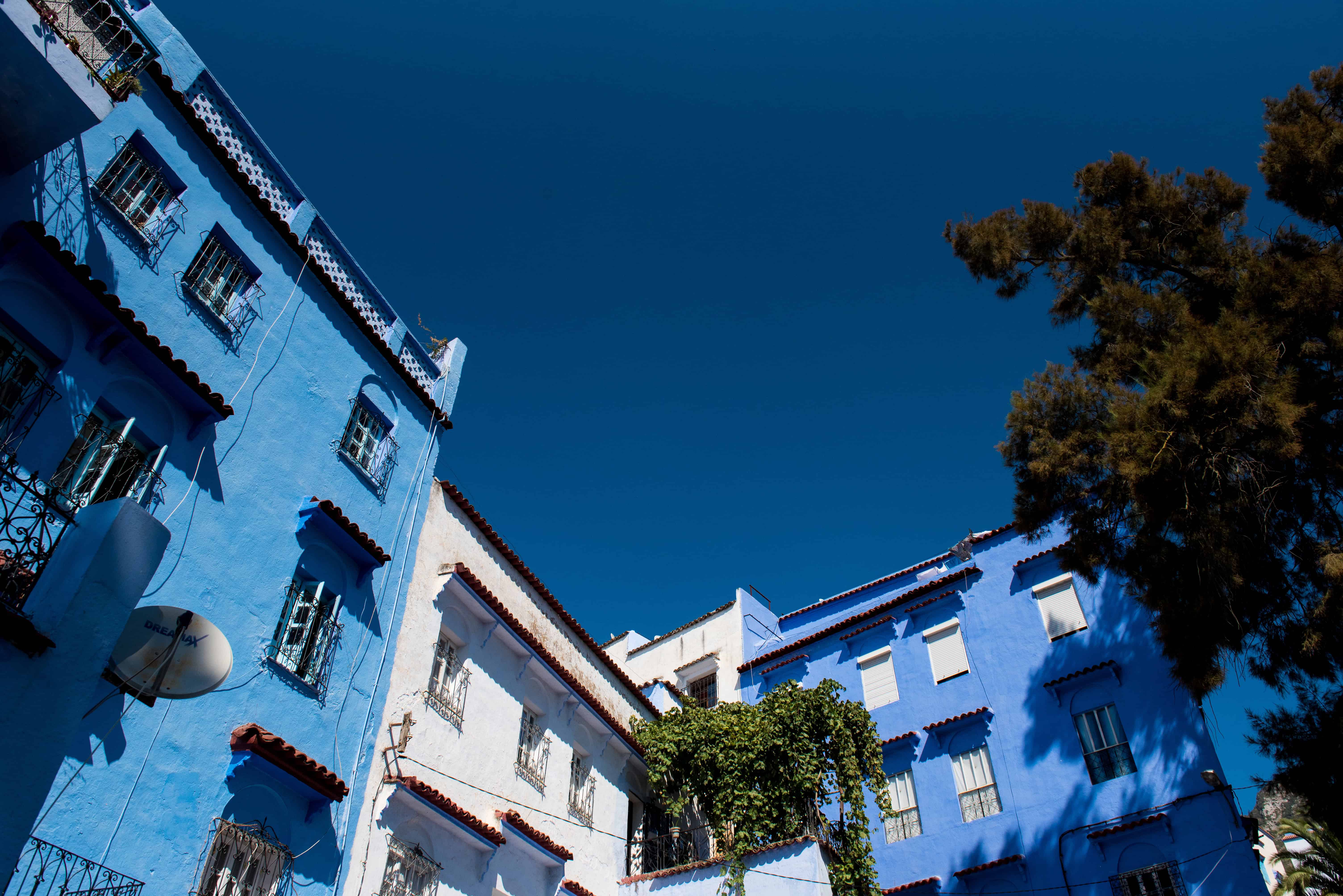 Vibrant blue and white Marrakech buildings in sunlight, green tree overhead—ideal Morocco elopement photography location.