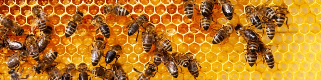 A close-up of bees working inside a vibrant yellow honeycomb structure, representing industriousness and collaboration.