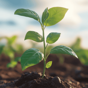 A young plant sprouting from fertile soil, symbolising organic growth through Neuroโs interconnected Levels of Scale, from neural to global.
