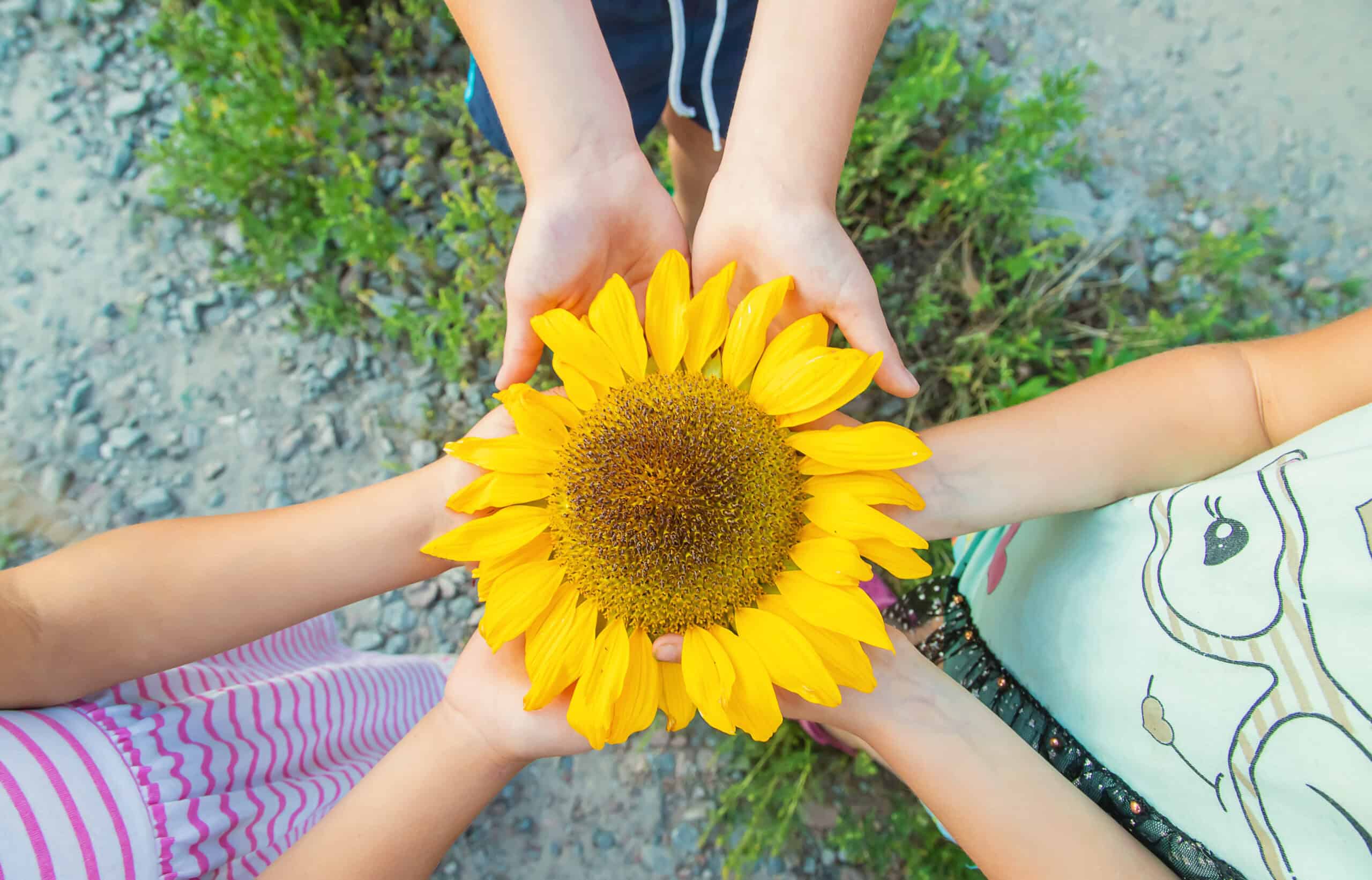 Children holding a large sunflower together, showcasing teamwork and appreciation for nature.