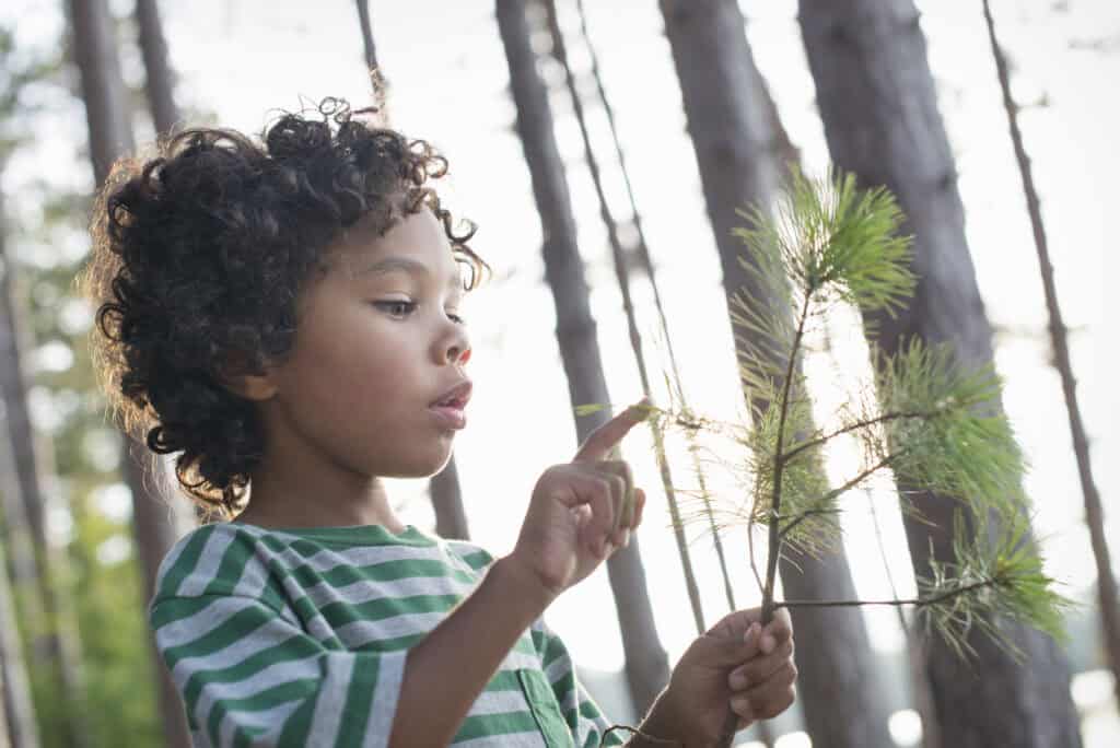 A curious young child with curly hair and a green striped shirt examines the needles of a pine branch in a sunlit forest.