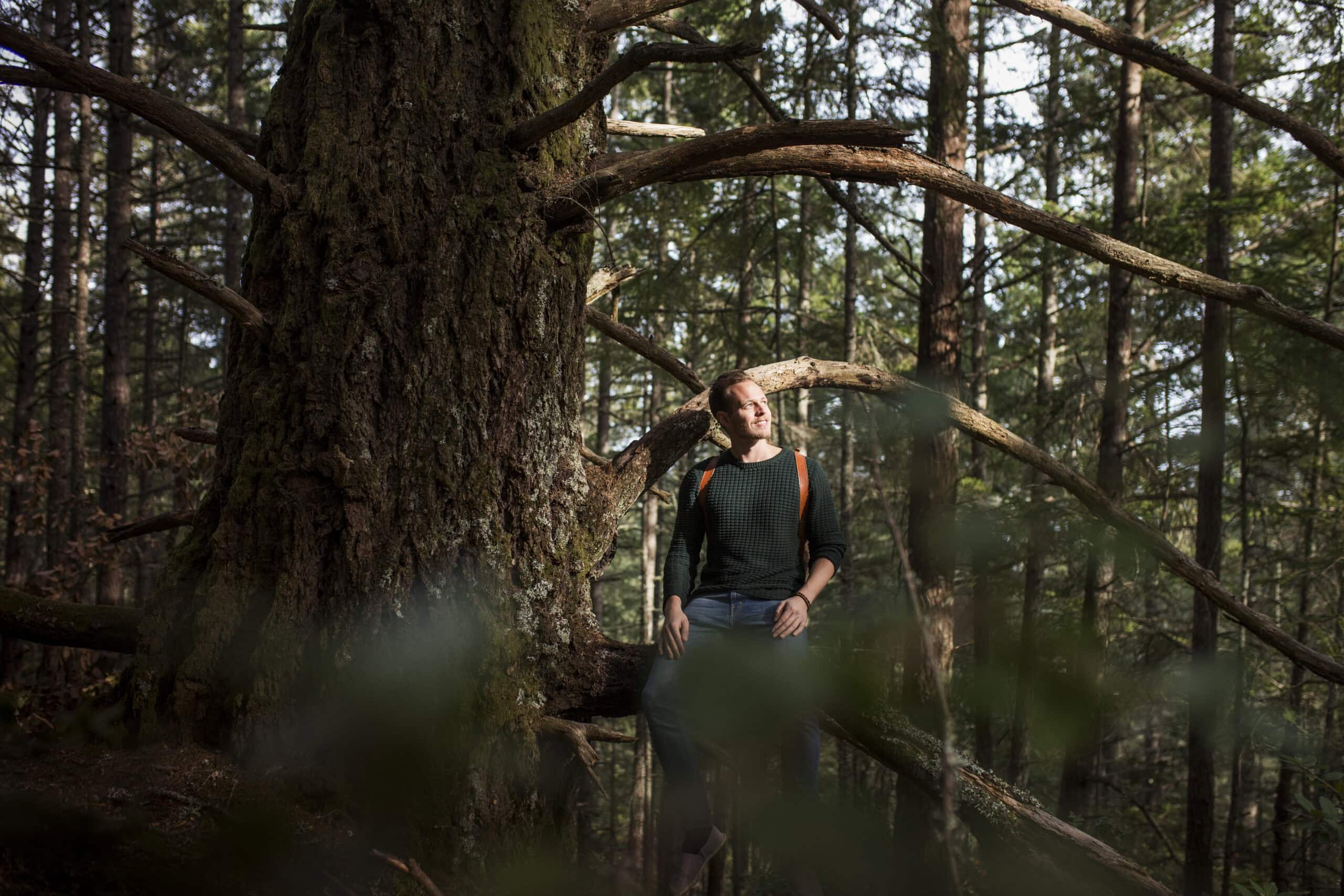 A man with a backpack sits on a sturdy tree branch, gazing upward peacefully in a dense forest illuminated by afternoon light.