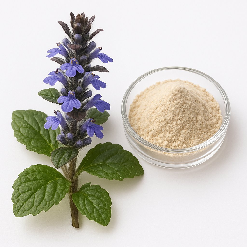 Ajuga turkestanica plant and turkesterone supplement powder