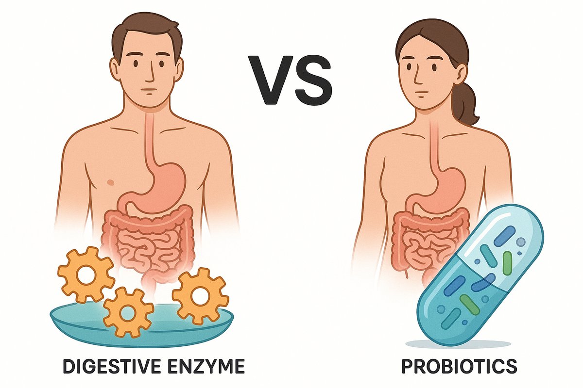 Digestive Enzyme vs Probiotic: Which Should You Try First?