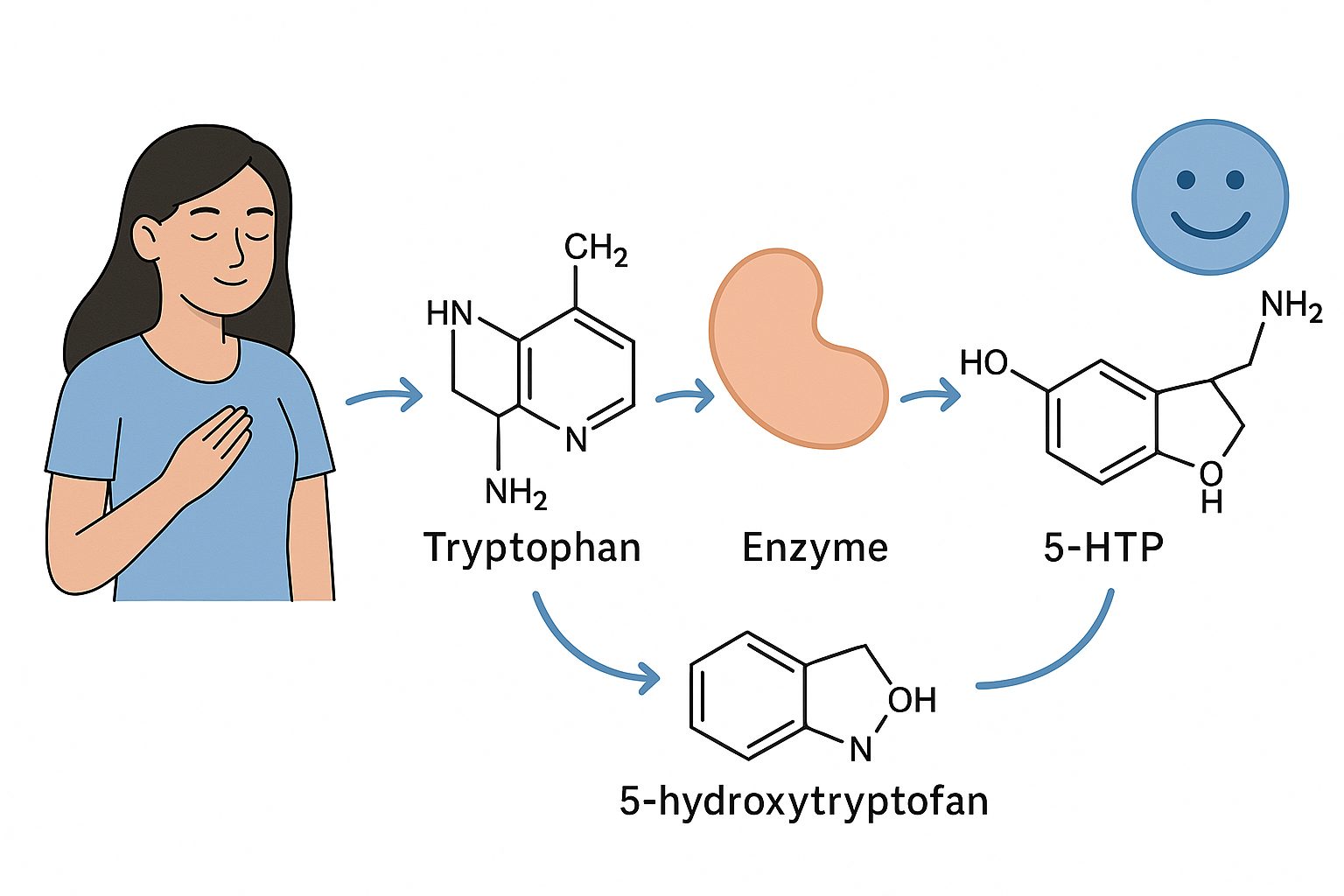 How Tryptophan Becomes Serotonin