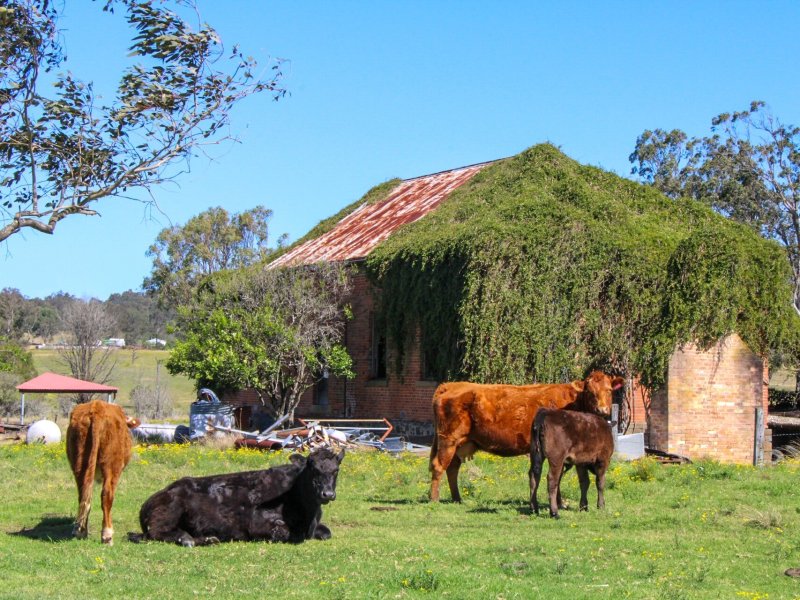 Rustic farmstead with grazing cattle and a barn covered in greenery, showcasing rural life and scenic countryside.
