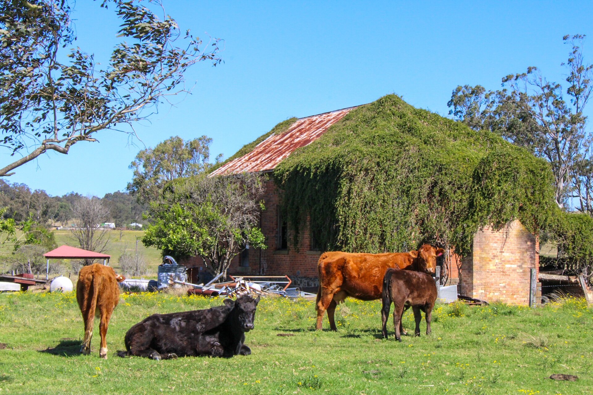 Rustic farmstead with grazing cattle and a barn covered in greenery, showcasing rural life and scenic countryside.