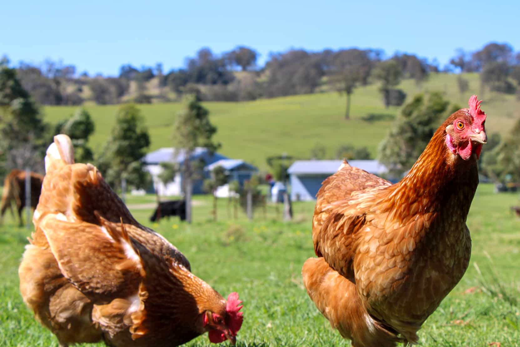 Two free-range chickens in a lush green farm setting with rolling hills and farm buildings in the background, highlighting rural farm life and country town tours.