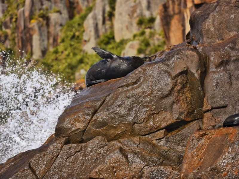 Seals resting on rocks at Port Stephens during whale and hiking tour.