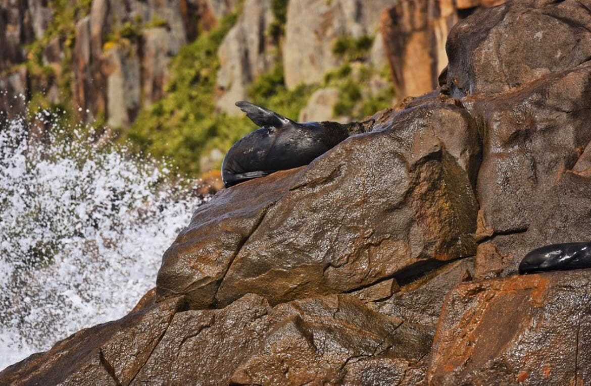 Seals resting on rocks at Port Stephens during whale and hiking tour.