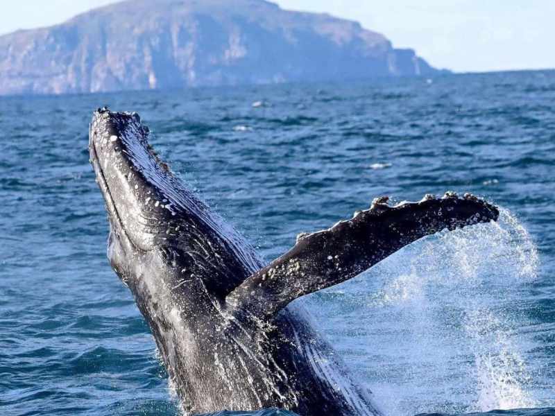 Spectacular whale breaching in Port Stephens during a day tour, with scenic coastal cliffs in the background, perfect for whale watching and outdoor adventures.