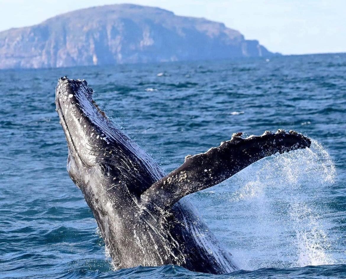 Spectacular whale breaching in Port Stephens during a day tour, with scenic coastal cliffs in the background, perfect for whale watching and outdoor adventures.