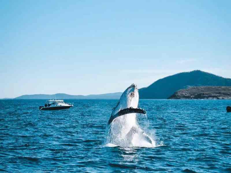 Whale breaching in Port Stephens during a day tour, with scenic water and mountain views in the background. Perfect for whale watching and outdoor adventure enthusiasts.