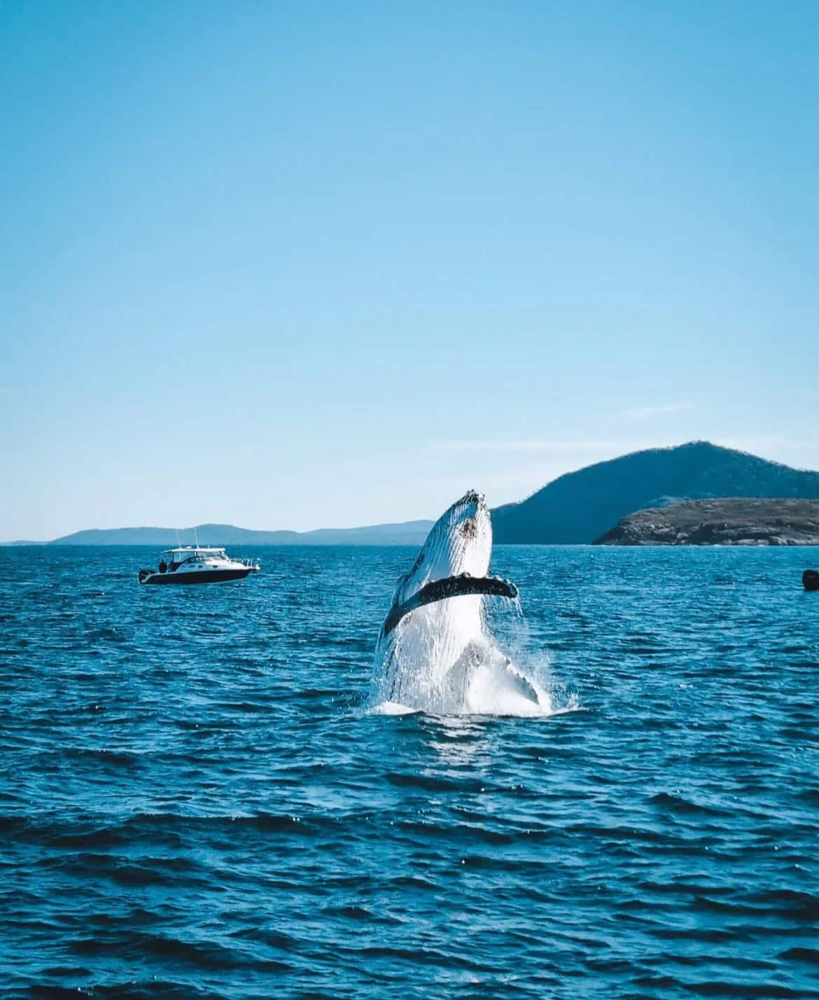Whale breaching in Port Stephens during a day tour, with scenic water and mountain views in the background. Perfect for whale watching and outdoor adventure enthusiasts.