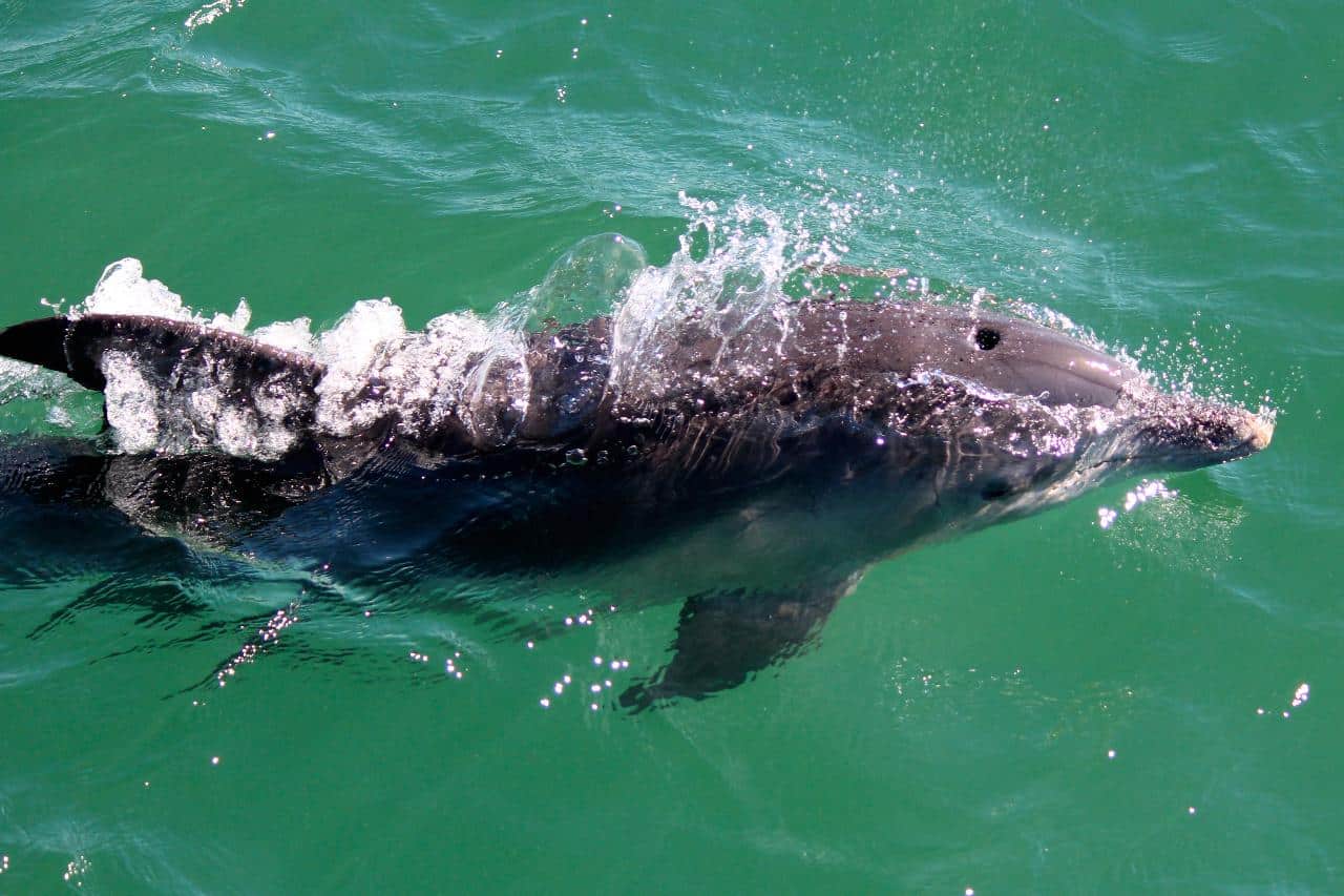 Whale sighting during Port Stephens day tour with whale watching and hiking activities.