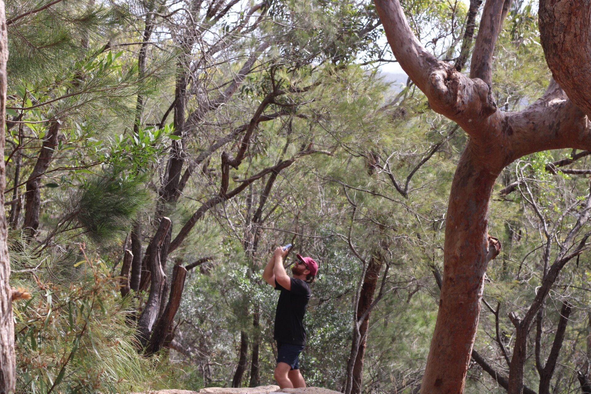 Woman hiking through lush forest in Port Stephens during day tour with whale watching and scenic hiking experiences.