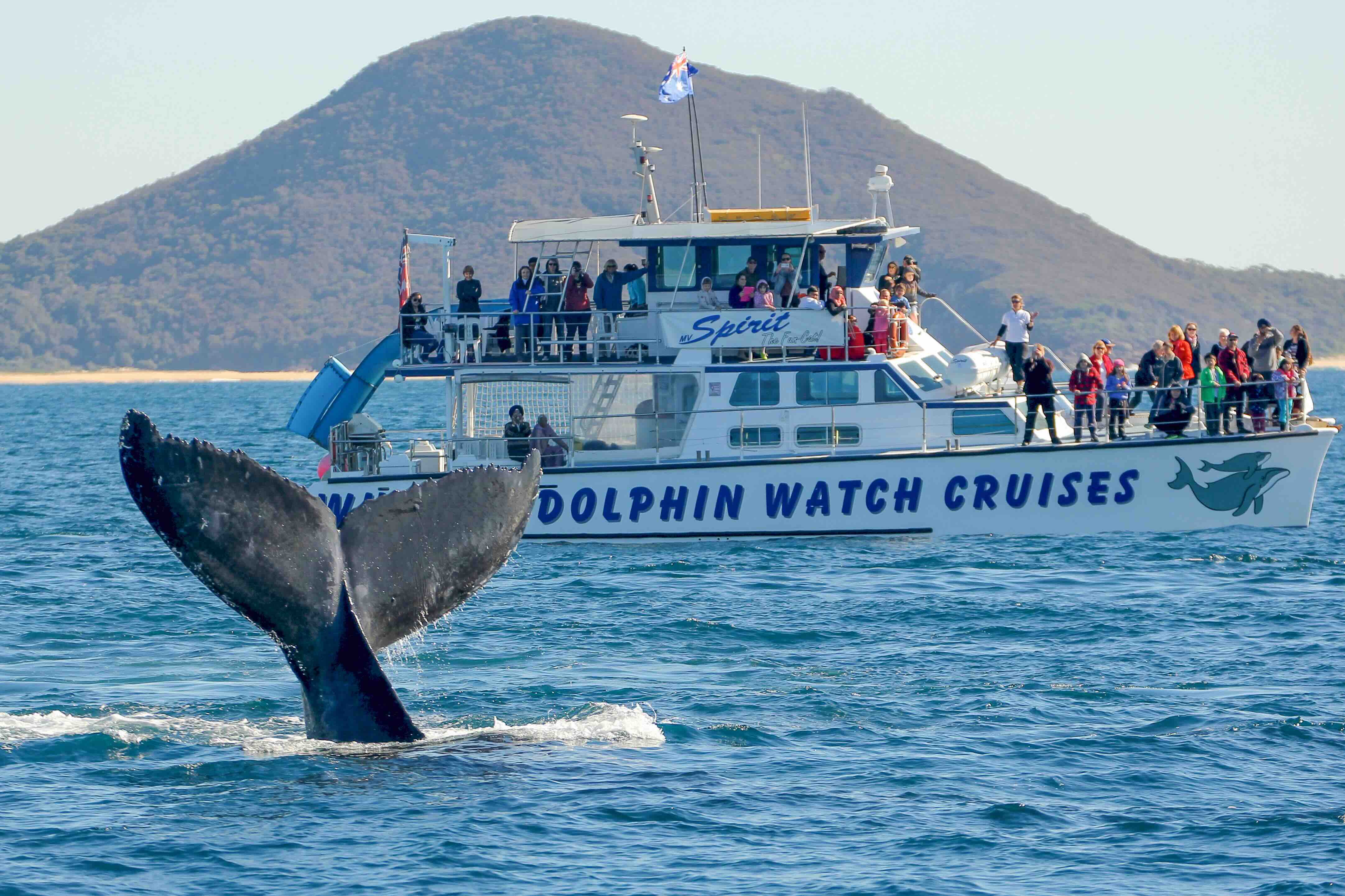 Tourists on a whale watching cruise in Port Stephens with a whale's tail visible, scenic mountain in the background, perfect for nature and adventure lovers.