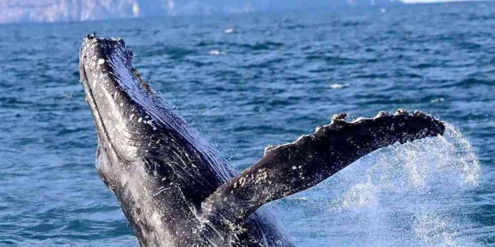 A majestic whale leaps out of the water during a Port Stephens whale watching tour, showcasing the incredible marine life and natural beauty of the area.