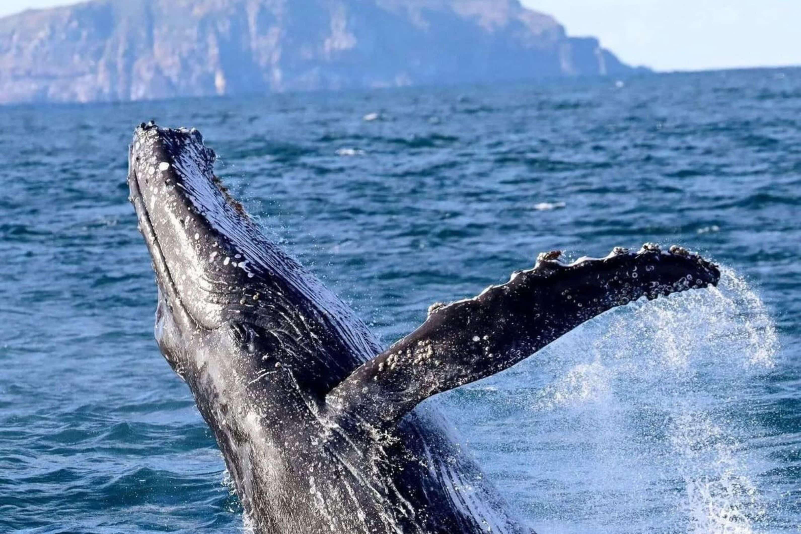A majestic whale leaps out of the water during a Port Stephens whale watching tour, showcasing the incredible marine life and natural beauty of the area.