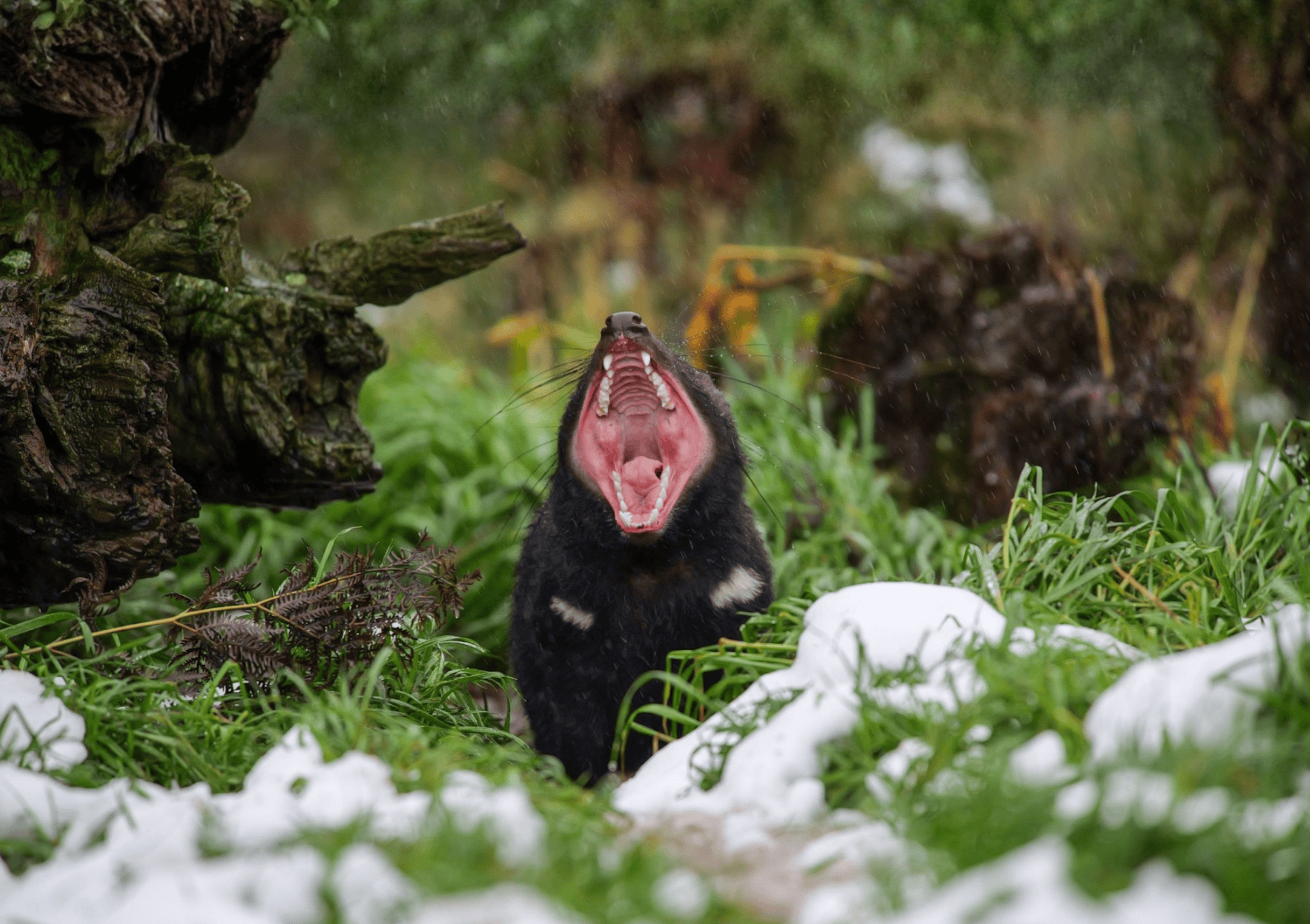 Close-up of an Australian black bear with its mouth open, surrounded by lush green foliage and snow, highlighting endangered Australian wildlife.