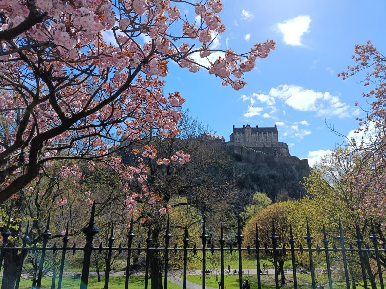 Cherry blossoms frame a view of Edinburgh Castle atop a hill, one of the best attractions Edinburgh has to offer, with a blue sky and iron fence in the foreground.