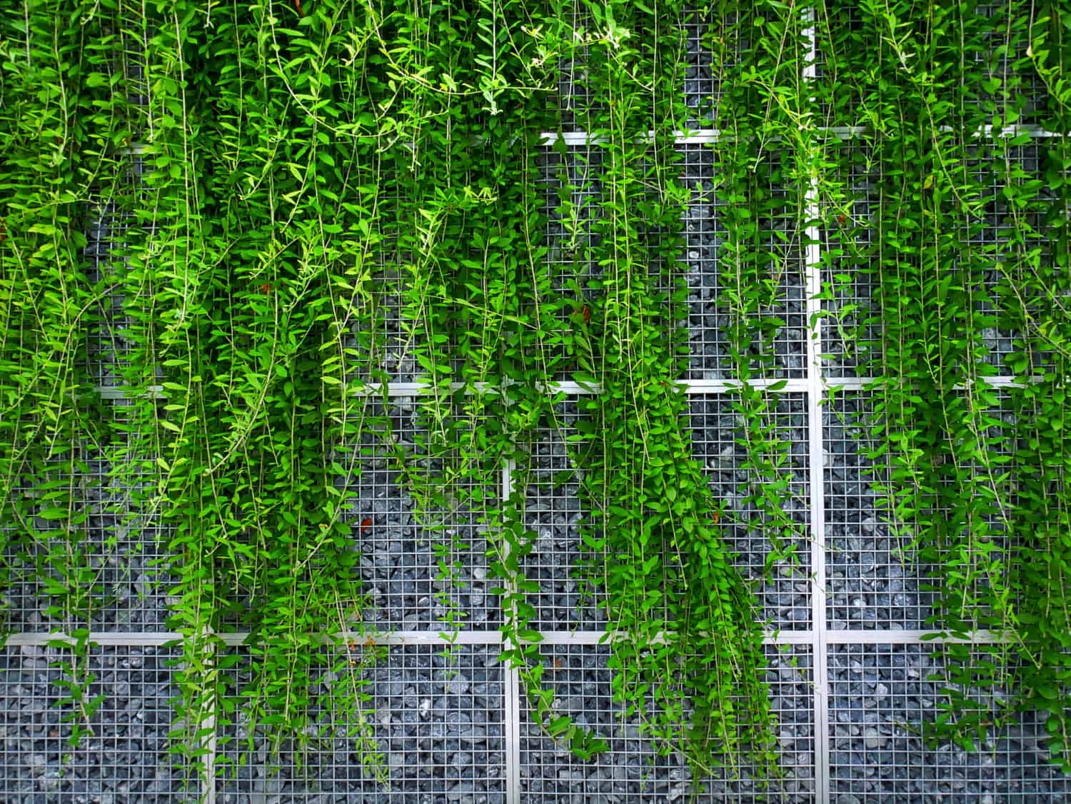 Cascading vines create a living wall against an industrial mesh backdrop, merging natural beauty with modern architecture